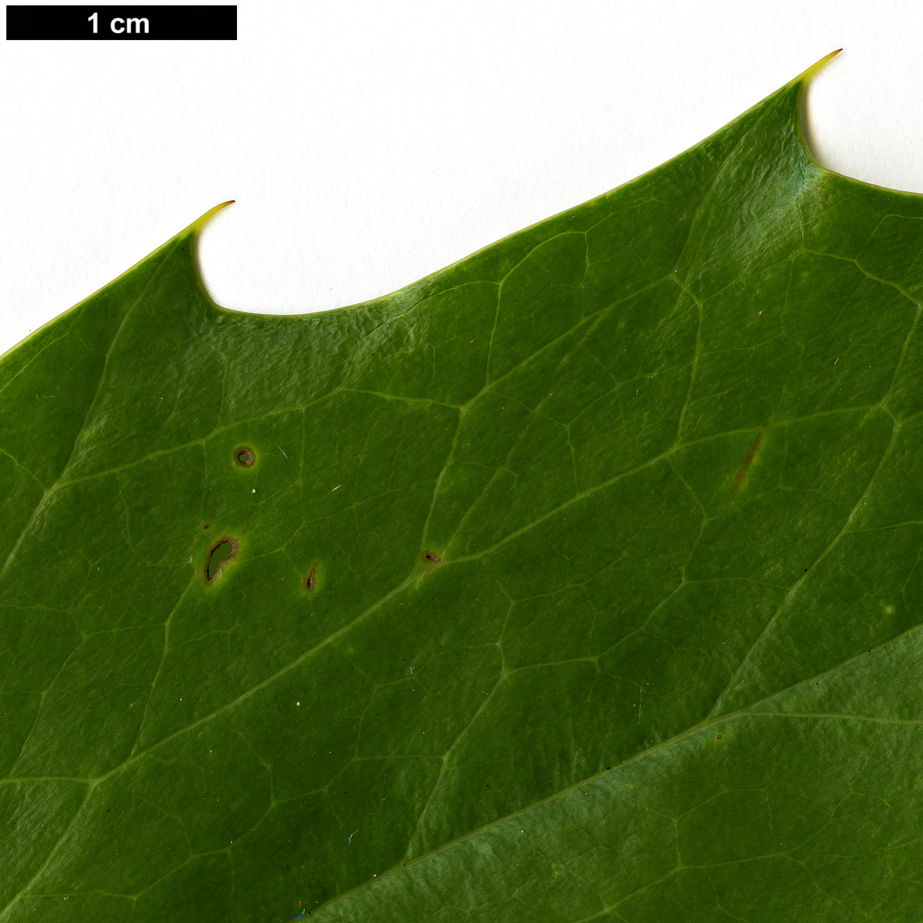 High resolution image: Family: Berberidaceae - Genus: Mahonia - Taxon: ×lindsayae - SpeciesSub: 'Cantab' (M.japonica × M.siamensis)